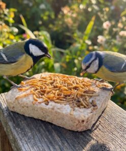 Koolmees en pimpelmees eten meelwormen van een vetblok op een voederplateau