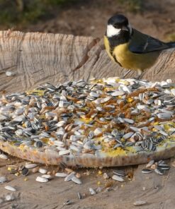 Koolmees eet van de Vogel Pizza 24 cm die op een boomstam ligt