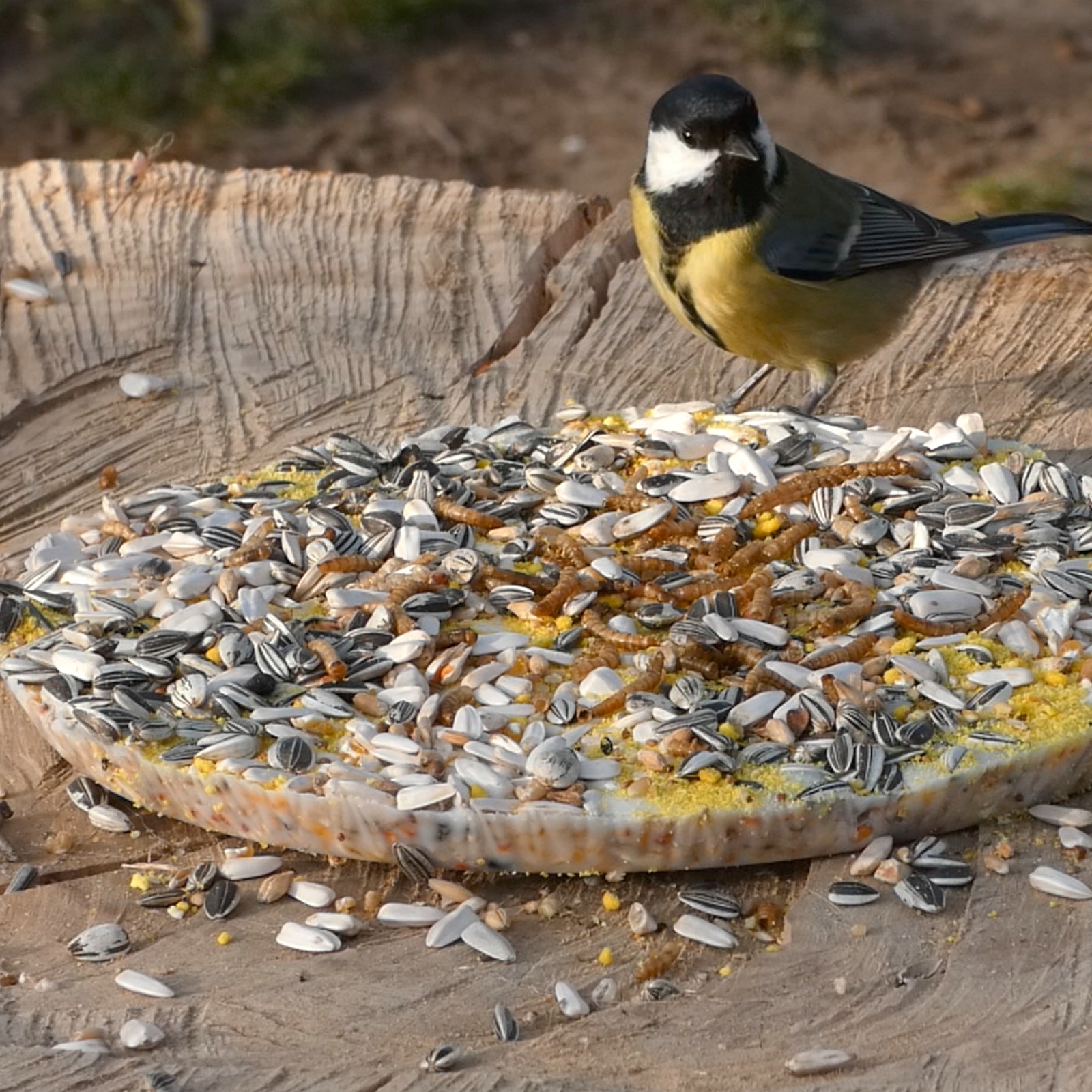 Koolmees eet van de Vogel Pizza 24 cm die op een boomstam ligt